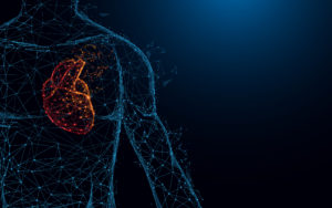 human heart anatomy