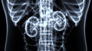 Medical imaging of human kidneys and spine